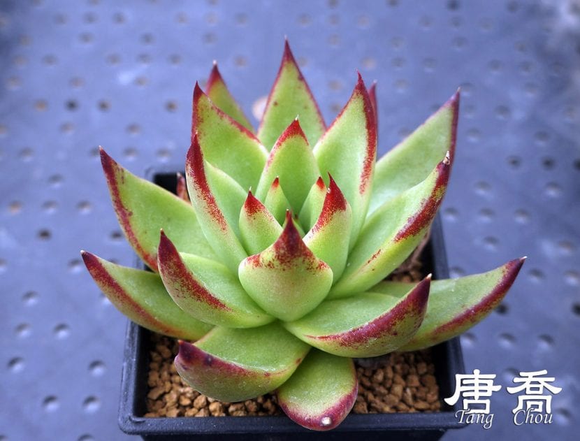 Vista de una Echeveria agavoides en maceta