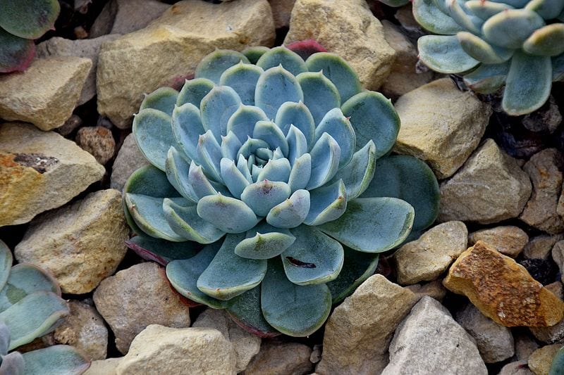 Echeveria elegans en jardín