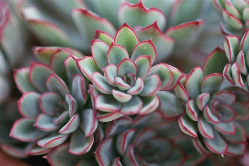 Echeveria pulidonis