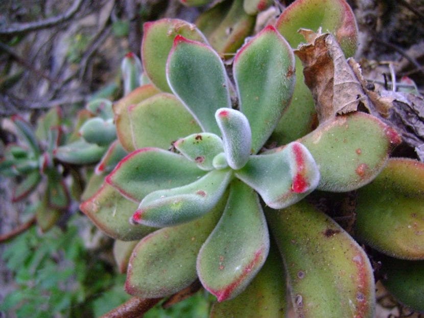 Vista de una Echeveria pulvinata