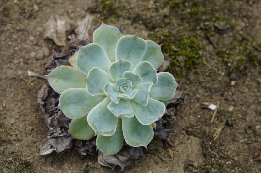 Una Echeveria secunda en hábitat