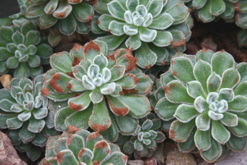 Echeveria setosa en hábitat