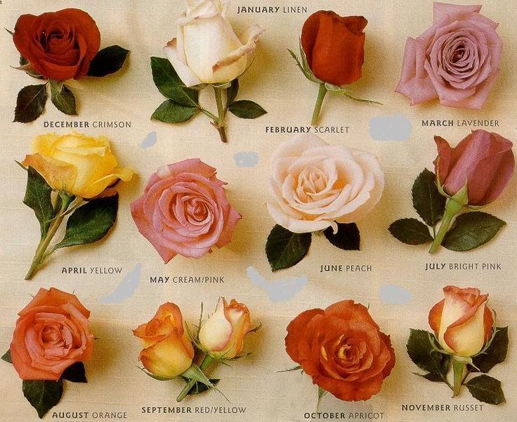 como plantar rosales, variedades, colores de las rosas, nombres de las rosas