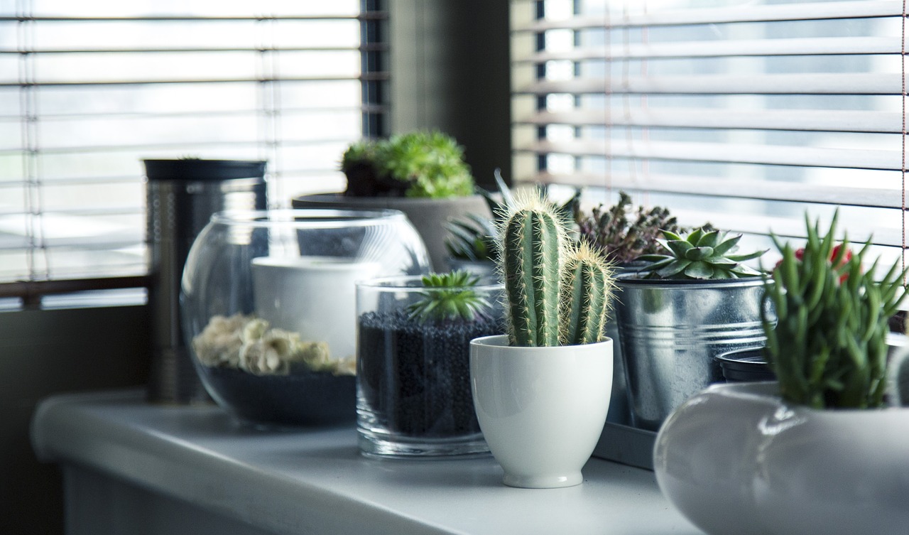 razones para elegir suculentas como planta favorita