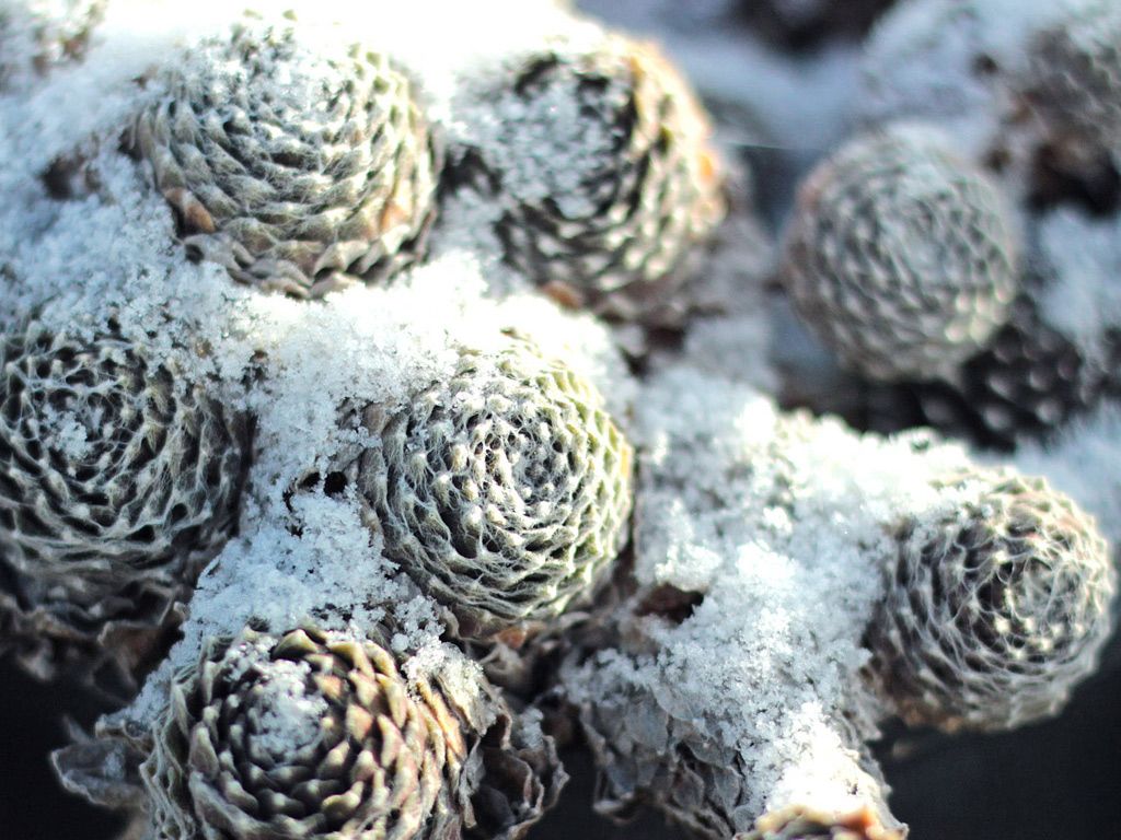 Revivir suculenta invierno