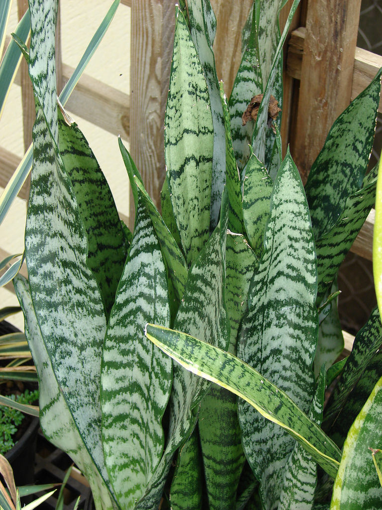cultivar y cuidar Sansevieria