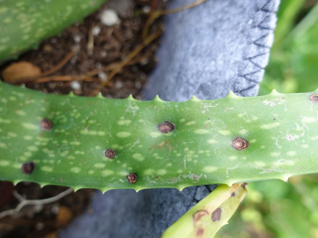 hongos suculentas