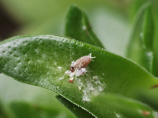 plagas e insectos en suculentas y cactus