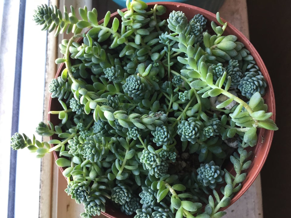 Sedum maceta