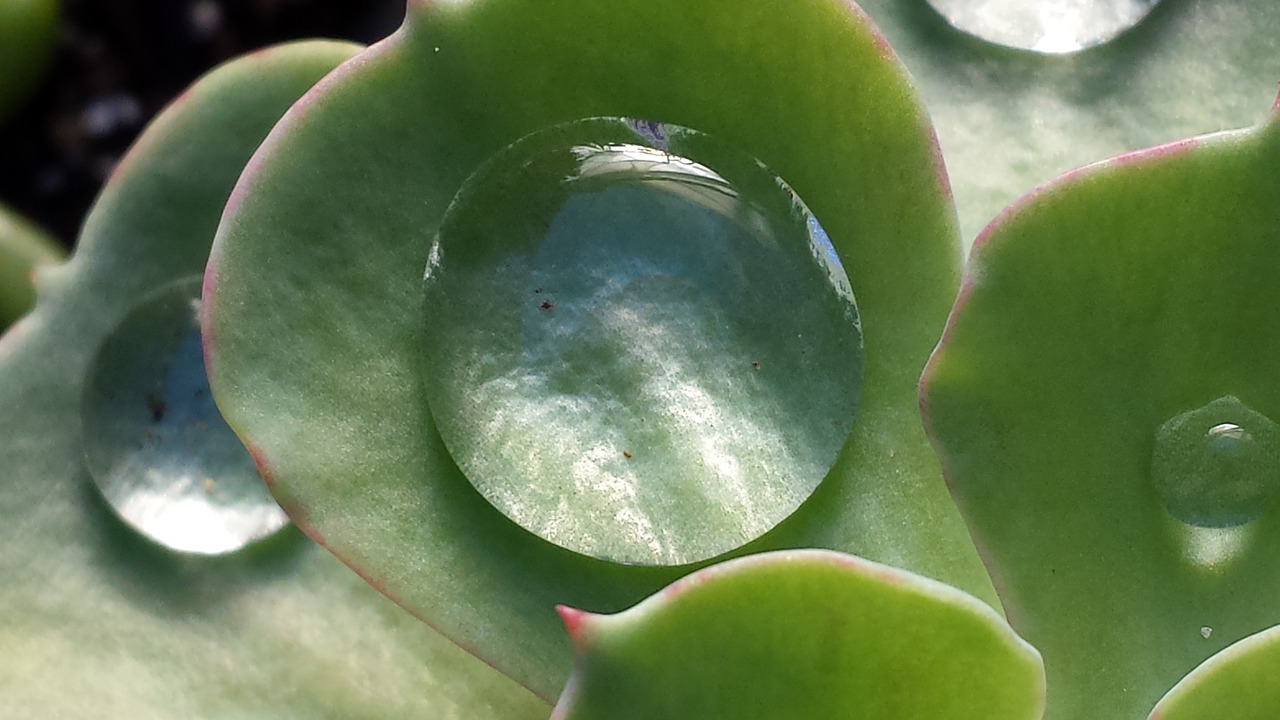 Suculenta falta o exceso de agua