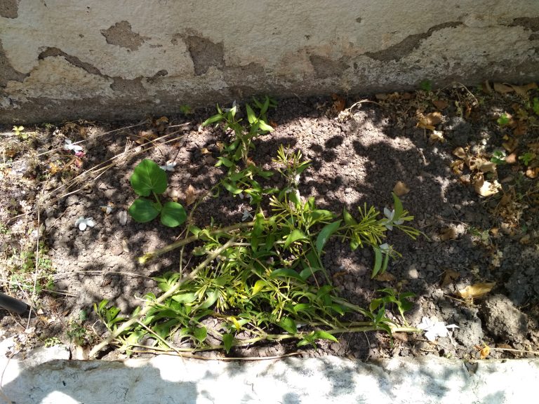 Plántula de calabaza en un arriate junto a otras plantas