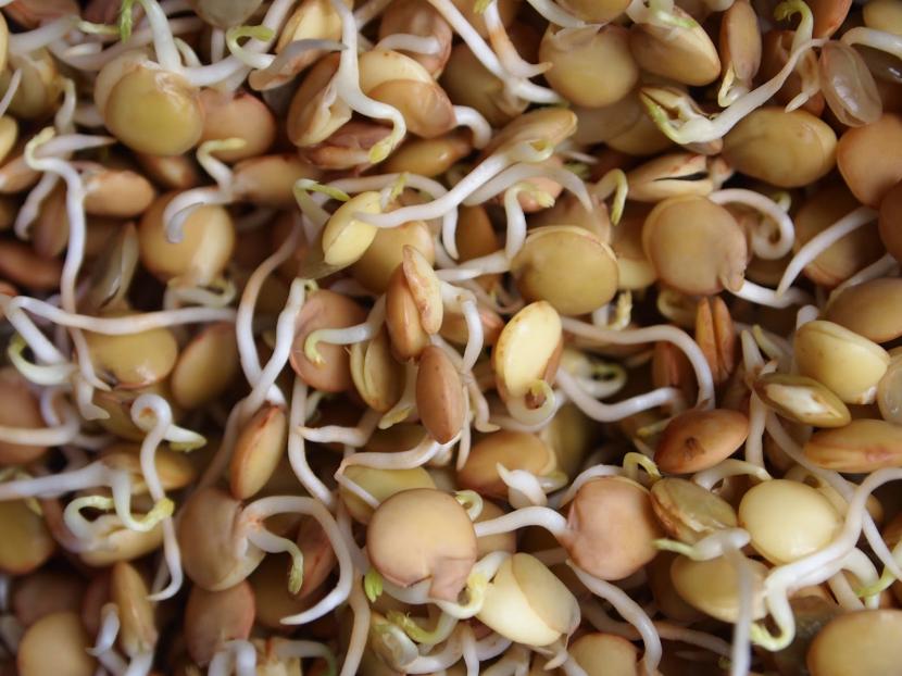 Lentejas germinadas
