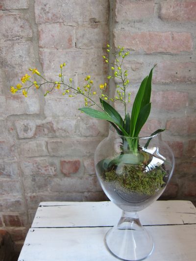 Las orquídeas no pueden vivir en vasos de cristal