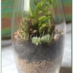 Suculentas en vaso de cristal