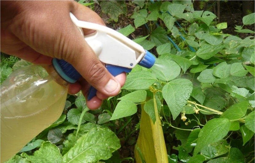 insecticidas ecológicos empleados en jardinería