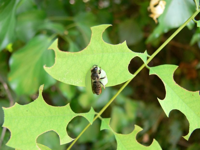 Daños causados por la abeja cortadora de hojas