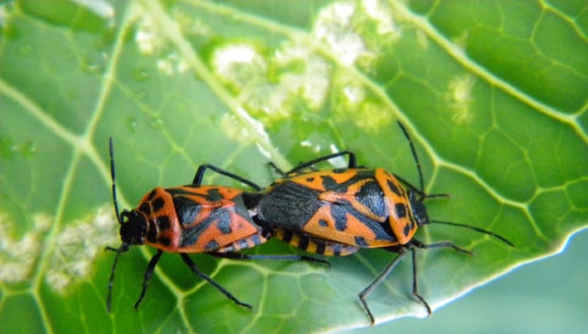 las plagas de escarabajos pueden afectar tu jardín