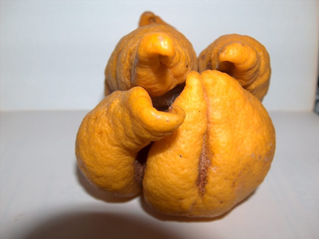 Limones afectados por el ácaro de las maravillas
