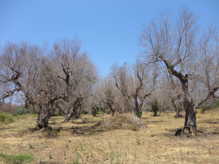 Olivos secos