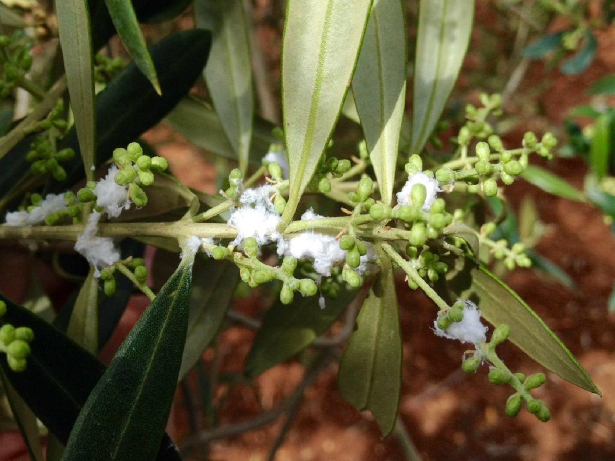 Algodoncillo del olivo: ciclo, daños y cuándo tratar