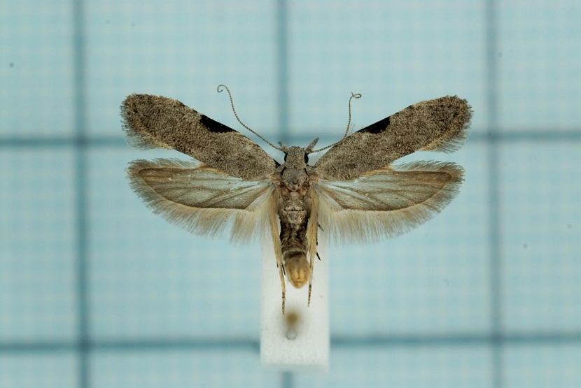 Anarsia lineatella con las alas abiertas