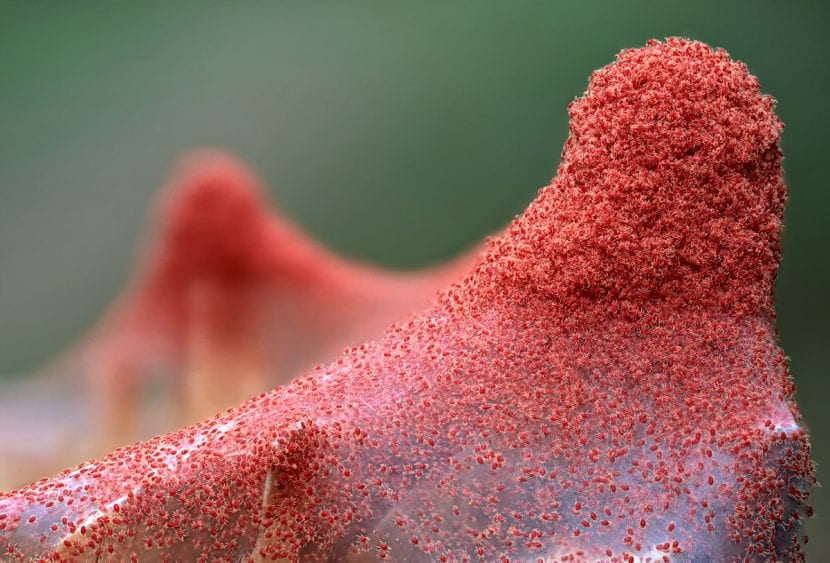 La araña roja es una plaga que afecta a muchas plantas
