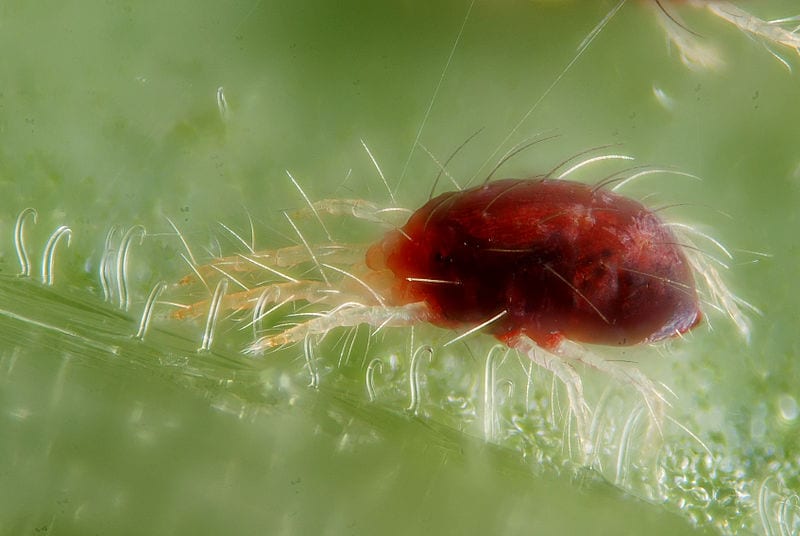 Hoja con punteado y telaraña fina causados por araña roja