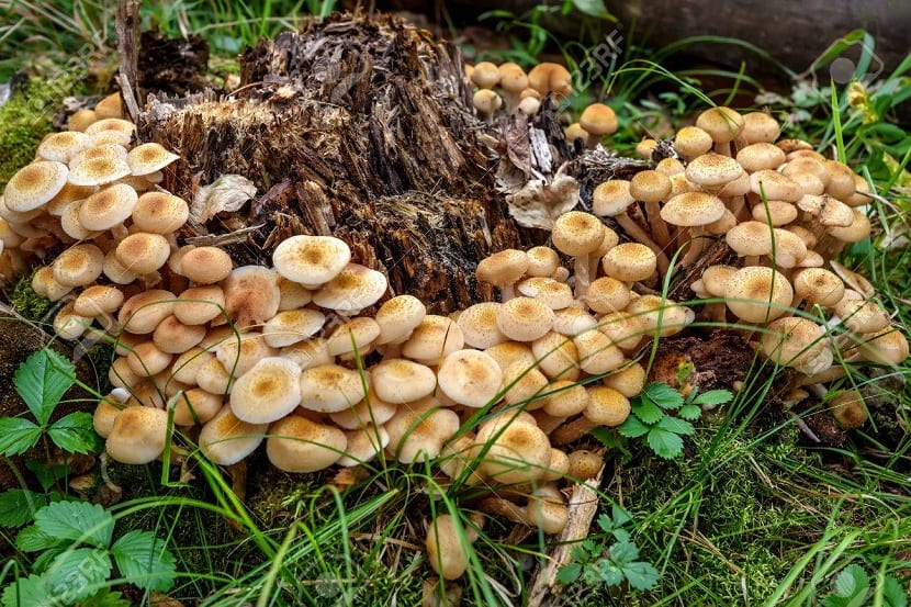 podredumbre de la armillaria mellea