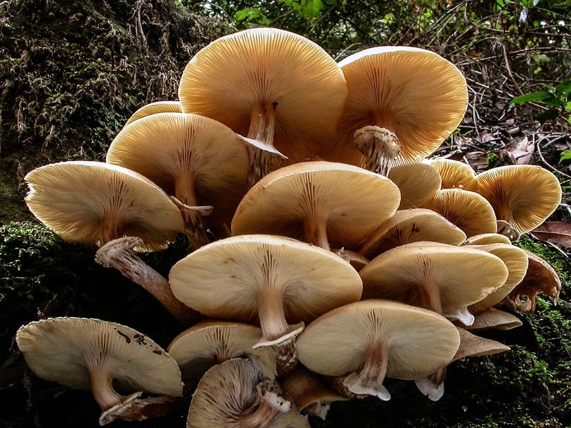 caracteristicas de la armillaria mellea