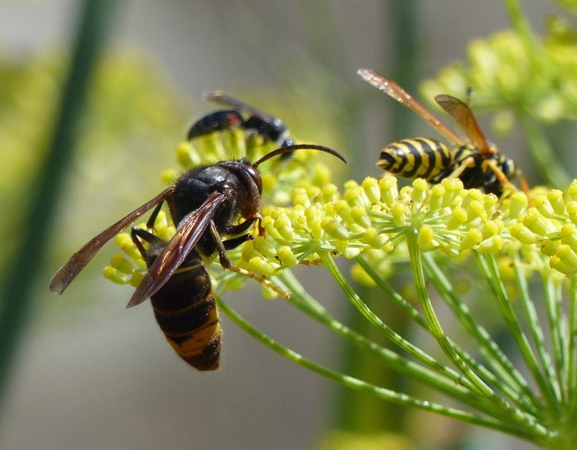 Vespa velutina