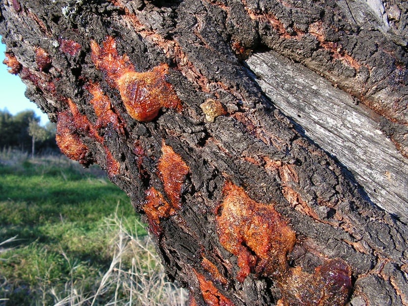 barrenillo del almendro