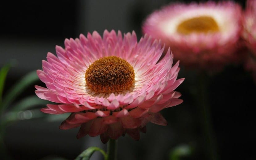 Helichrysum