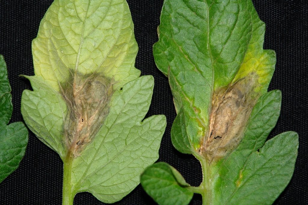 Las hojas con botritis tienen manchas parduzcas