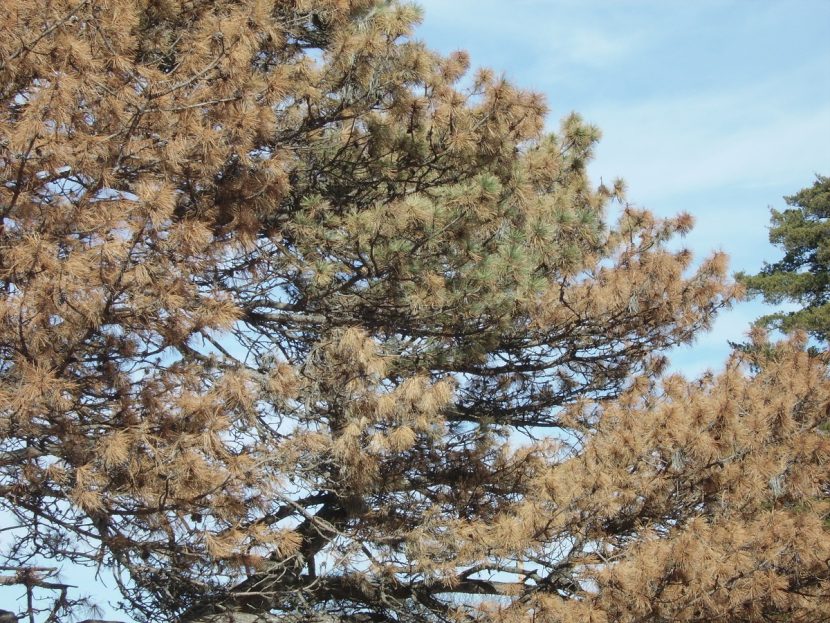 Ramas de un pino completamente secas por el ataque del nematodo de la madera