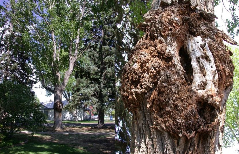 Cáncer en árbol
