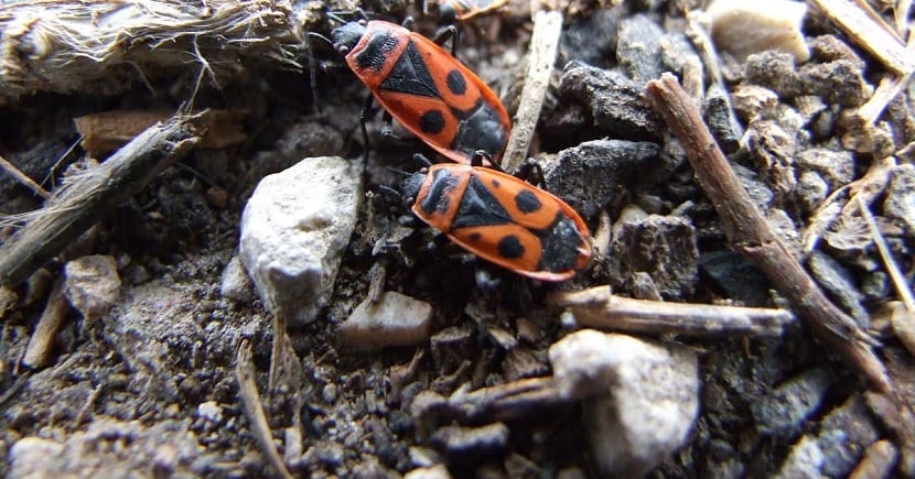 Daños a las plantas del insecto zapatero