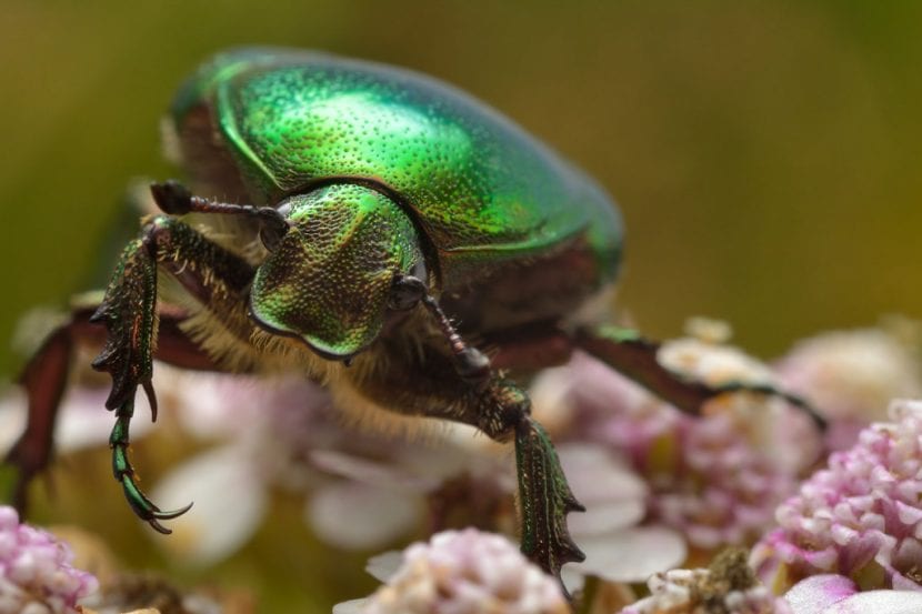 Cetonia