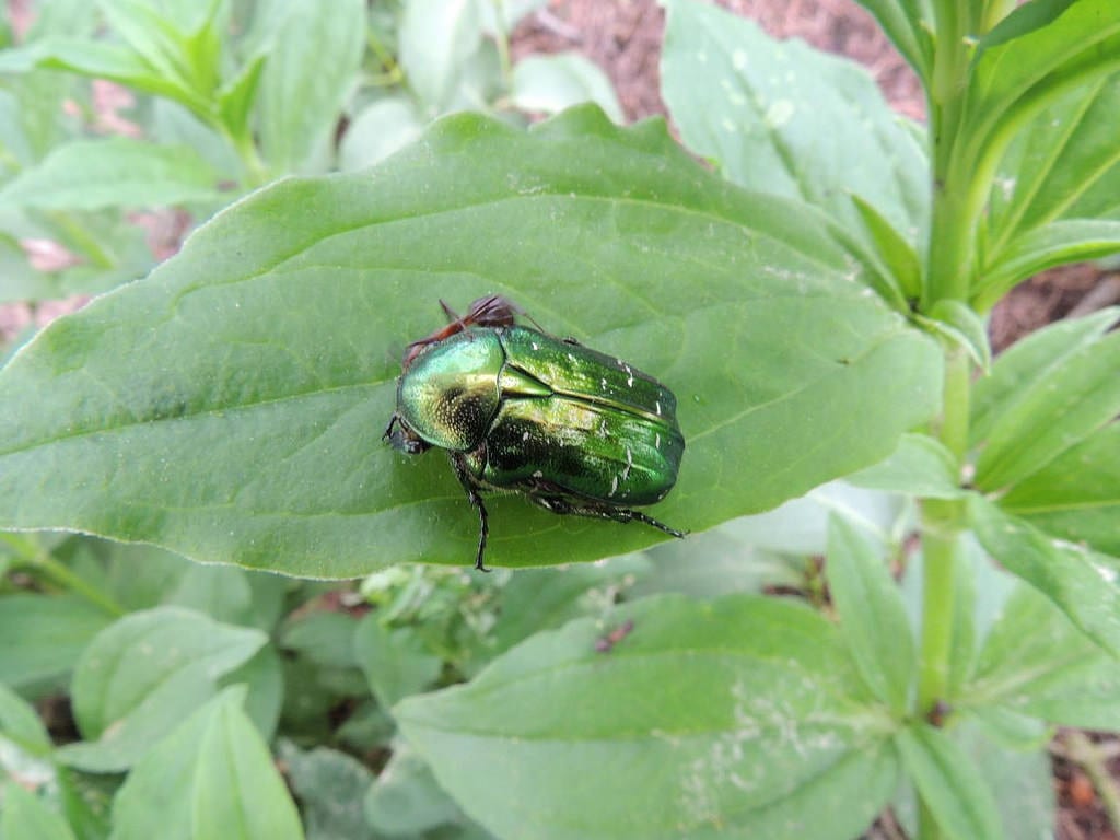 Cetonia aurata, escarabajo verde metálico, sobre una flor