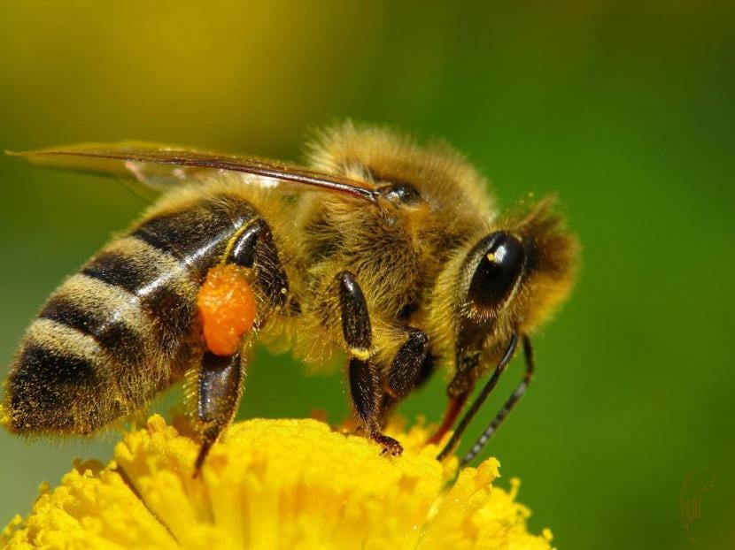 Vista de una abeja en una flor