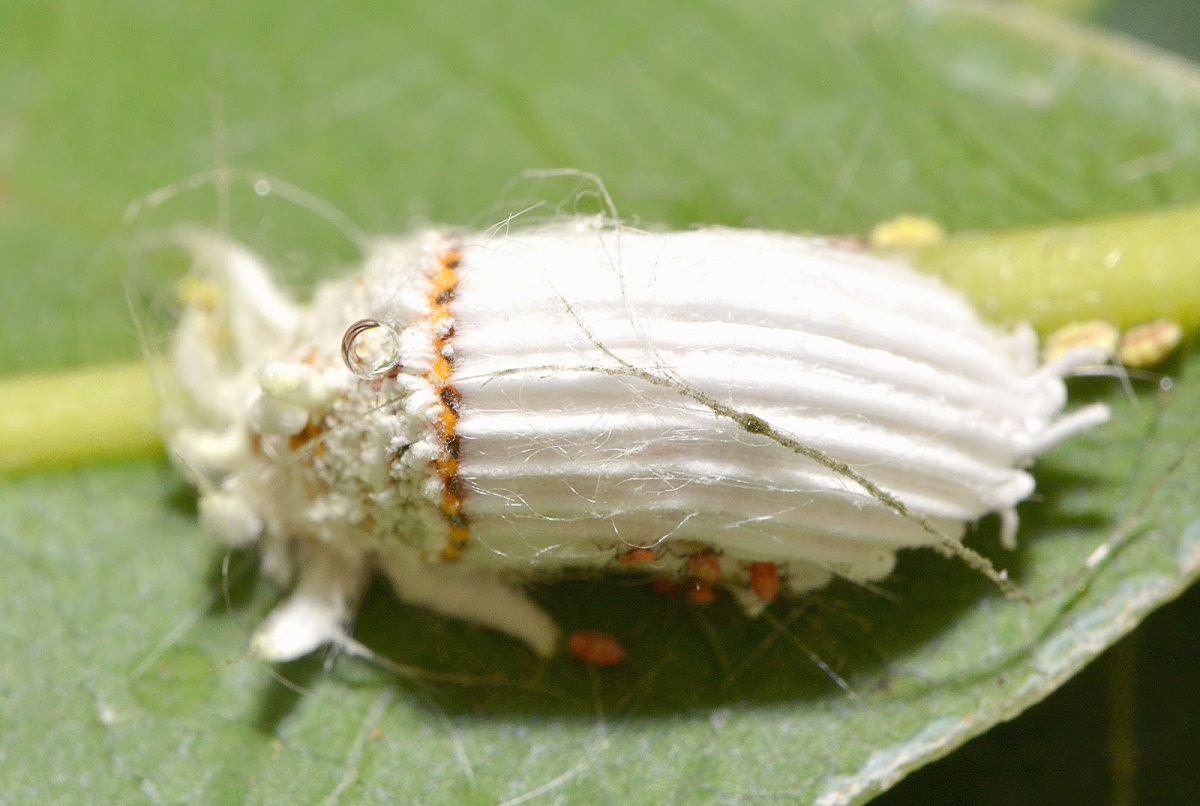insecto blanco llamado cochinilla acanalada