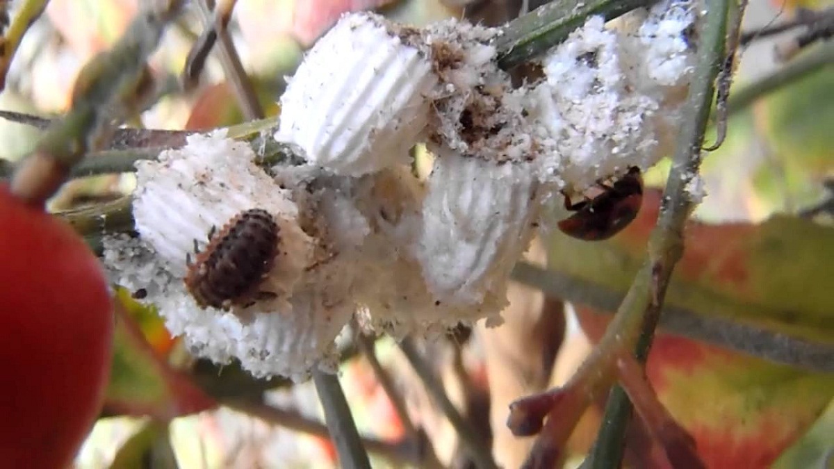 varios insectos en la rama de una planta