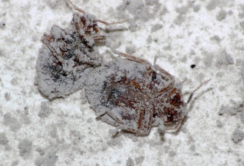 Tierra de diatomeas como insecticida