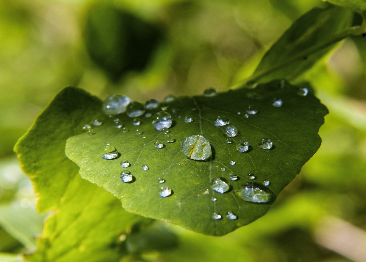 Falta de humedad ambiental: cómo afecta a las plantas