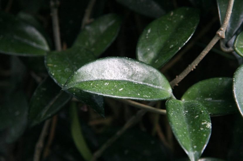 Hojas verdes de la Hoya carnosa o Flor de cera