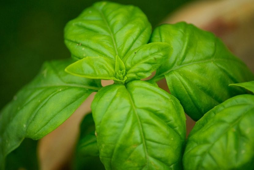 Albahaca en maceta