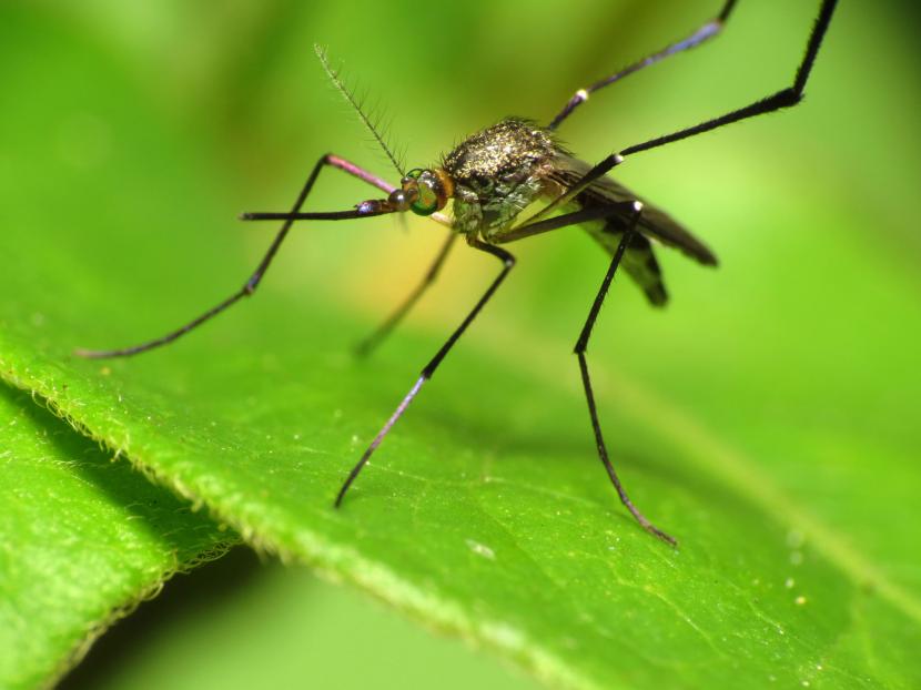 Cómo ahuyentar insectos: qué funciona y qué no
