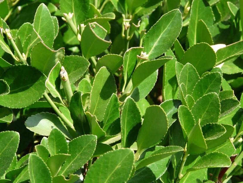Hojas de laurel, un repelente anti moscas