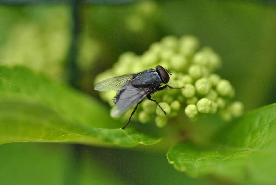 Cómo ahuyentar las moscas del jardín y la terraza