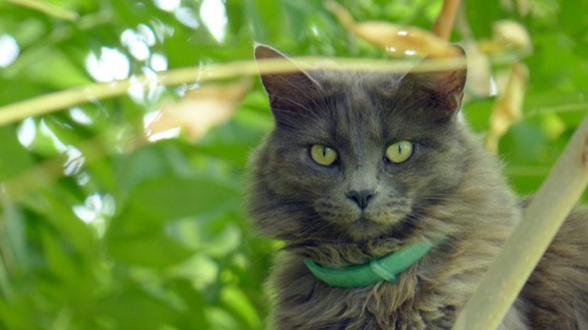 Gato en jardín