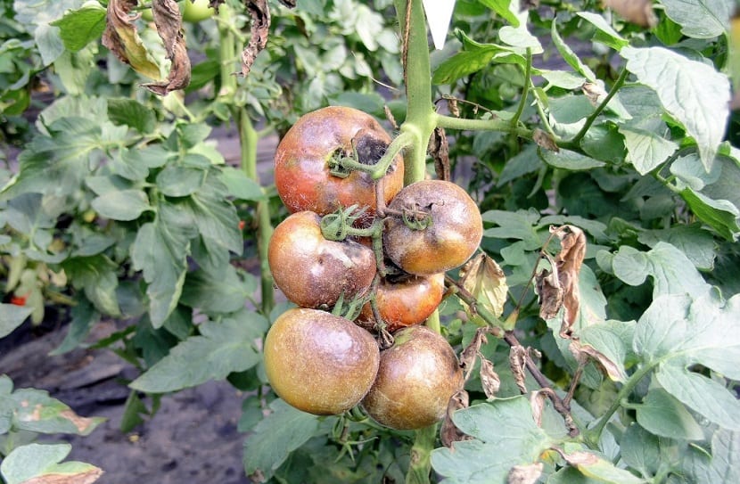Oídio del tomate: síntomas y tratamiento con azufre